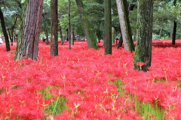 巾着田の曼殊沙華