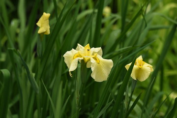 Japanese iris is blooming in the iris garden.