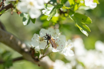 Assasin fly on blossom