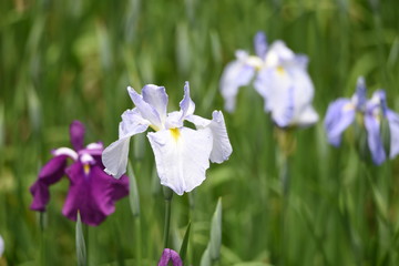 Japanese iris is blooming in the iris garden.