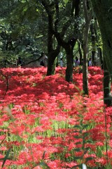 巾着田の曼殊沙華