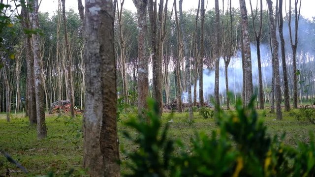 Smoke in deep rubber trees plantation agriculture. Burning weeds concept