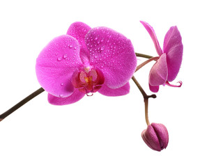 Pink orchid, phalaenopsis is isolated on white background. Water drops on the petals.