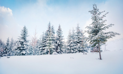 Frosty winter morning in mountain forest with snow covered fir trees. Splendid outdoor scene, Happy New Year celebration concept. Artistic style post processed photo.