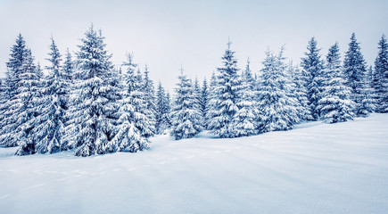 Cold winter morning in mountain foresty with snow covered fir trees. Splendid outdoor scene, Happy...