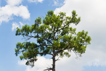Crown of a huge pine tree against blue sky. Top of pine against the background of the sunny blue sky.