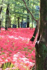 巾着田の曼殊沙華