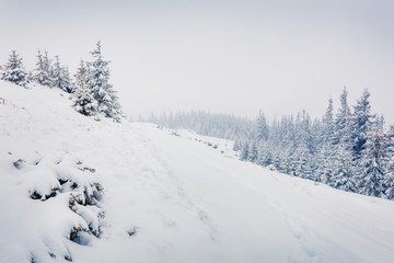 Mountain hills after a huge blizzard. Splendid outdoor scenewith snow covered fir trees, Happy New Year celebration concept. Beauty of nature concept background.