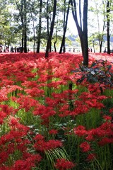 巾着田の曼殊沙華