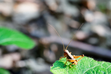 A brown grasshopper sits on a green leaf in the forest at sunset.
