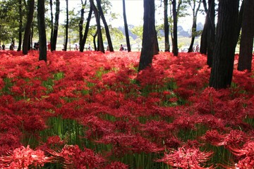 巾着田の曼殊沙華