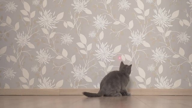 Cat Chasing And Trying To Catch Laser Pointer On The Wall