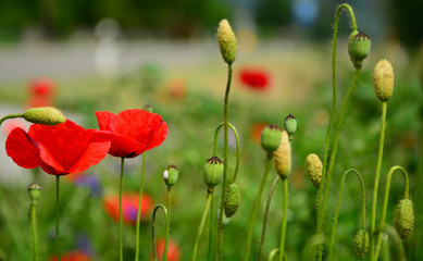 poppy field of red poppies