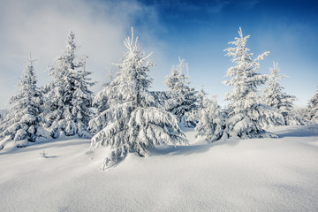 Wonderful winter morning in mountain forest with snow covered fir trees. Sunny outdoor scene, Happy New Year celebration concept. Beauty of nature concept background.