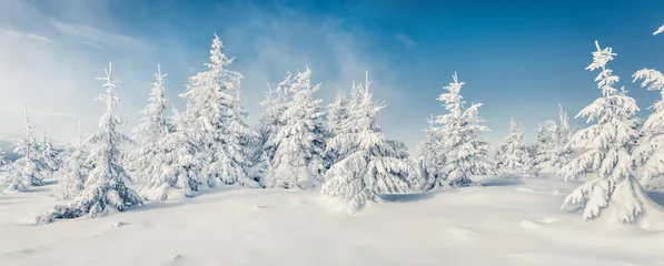 Foto auf Alu-Dibond Fabelhaftes Winterpanorama des Bergwaldes mit schneebedeckten Tannen. Bunte Outdoor-Szene, Happy New Year-Feierkonzept. Schönheit des Naturkonzepthintergrundes. © Andrew Mayovskyy