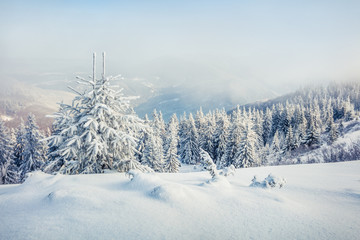 Fototapeta na wymiar Great misty morning after huge blizzard in mountain forest with snow covered fir trees. Splendid outdoor scene, Happy New Year celebration concept. Beauty of nature concept background