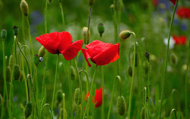 poppy field of poppies