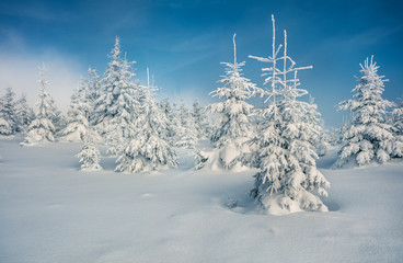 Fototapeta premium Sunny morning scene in the mountain forest. Bright winter landscape in the snowy wood, Happy New Year celebration concept. Artistic style post processed photo.