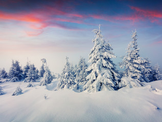 Marvelous winter view in Carpathian mountains with snow covered fir trees