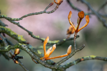 Chestnut tree in spring, March, branch with buds, leaves unfolding, select focus