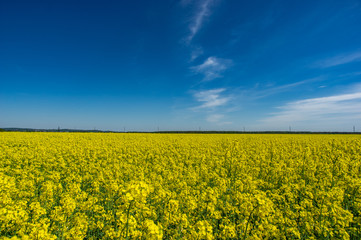 Obraz premium Yellow field of blooming canola
