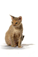 Devon Rex  Cat on white background