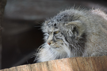 Otocolobus Manul Lying on Wooden Log and Watching