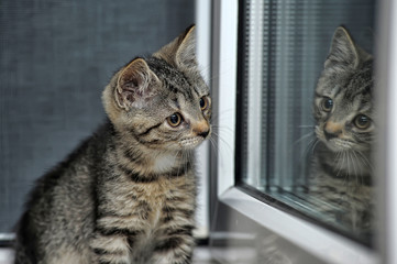 tabby kitten looks in its reflection in the window
