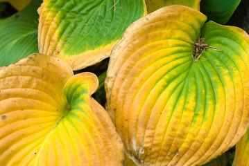 Hosta leaves in autumn colors