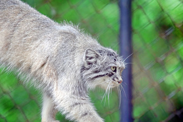 Wild Cat Otocolobus Manul Walking © KikkiaJackson