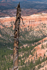 Trees in bryce canyon in the united states of america