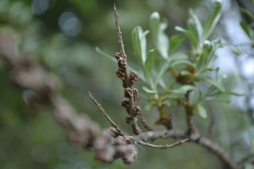 caterpillar on a branch