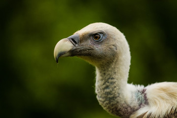 14.05.2019. Berlin, Germany. Zoo Tiagarden. The eagle sits and observes what occurs among greens around. Big wild bird. Nature.