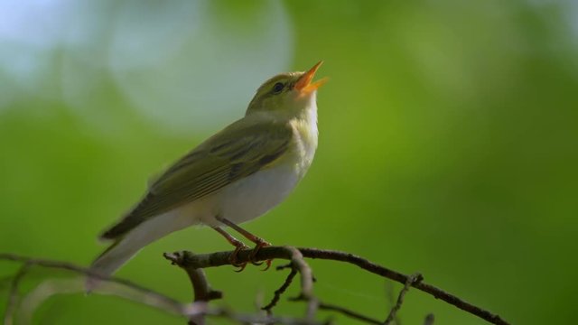 Wood warbler singing in forest