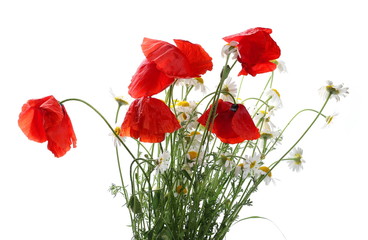 Bouquet wild flowers, chamomile and red poppy flowers isolated on white background, clipping path