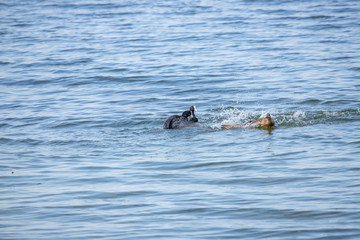 Fototapeta premium Mum defend ducklings 