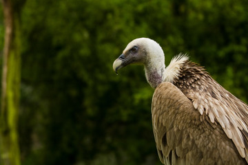 14.05.2019. Berlin, Germany. Zoo Tiagarden. The eagle sits and observes what occurs among greens around. Big wild bird. Nature.