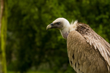 14.05.2019. Berlin, Germany. Zoo Tiagarden. The eagle sits and observes what occurs among greens around. Big wild bird. Nature.