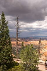 Trees in bryce canyon in the united states of america