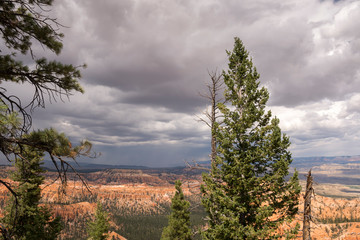 Trees in bryce canyon in the united states of america
