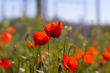 Wild red poppies in the field. Selective focus. Beauty, spring, morning. Drugs, opium, opium poppy, drug control.
