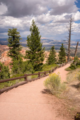 Trees in bryce canyon in the united states of america