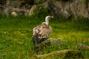 14.05.2019. Berlin, Germany. Zoo Tiagarden. The eagle sits and observes what occurs among greens around. Big wild bird. Nature.