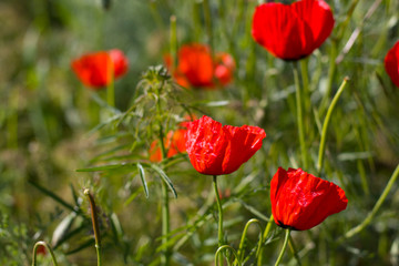 Wild red poppies in the field. Selective focus. Beauty, spring, morning. Drugs, opium, opium poppy, drug control.