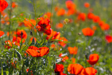 Fototapeta premium Wild red poppies in the field. Selective focus. Beauty, spring, morning. Drugs, opium, opium poppy, drug control.