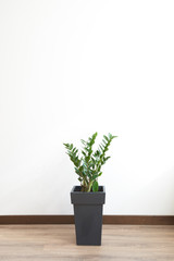 Gree plant over white wall. Zamioculcas zamiifolia