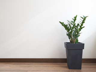 Gree plant over white wall. Zamioculcas zamiifolia