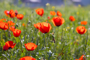Fototapeta na wymiar Wild red poppies in the field. Selective focus. Beauty, spring, morning. Drugs, opium, opium poppy, drug control.