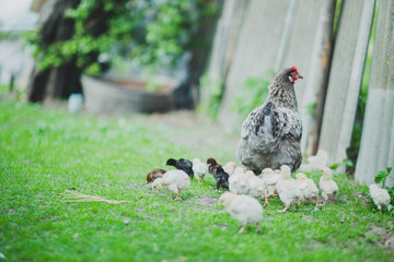 hen mother with children chickens walk on a home farm.