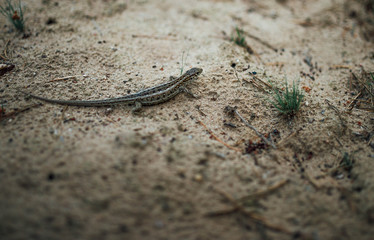 sand lizard female in nature